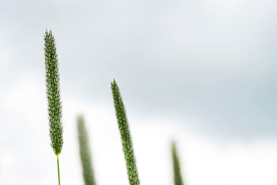 Close-up of fresh green plant against sky