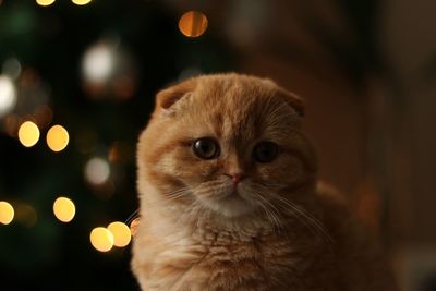 Close-up portrait of a cat