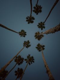 Low angle view of coconut palm tree against sky in santa barbara, california