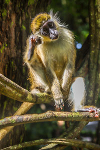 Close-up of monkey