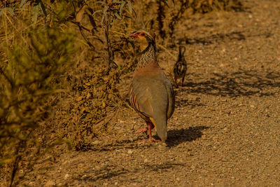 View of bird on land