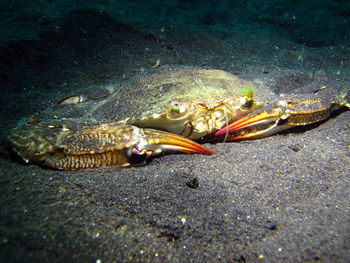 Close-up of crab in sea