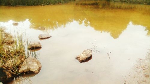 Reflection of ducks in lake