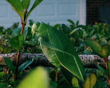 Close-up of green leaves