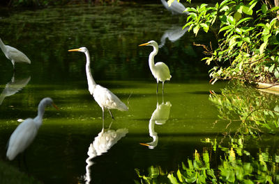 Bird flying over lake