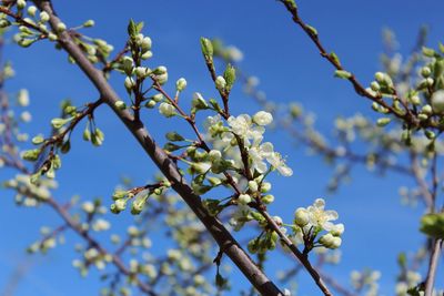 Low angle view of apple blossoms in spring