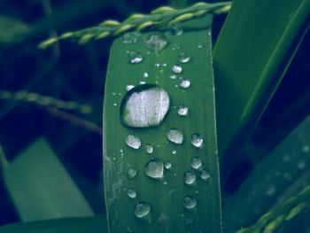 Close-up of water drops on leaf