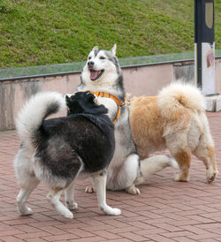 White dog on ground