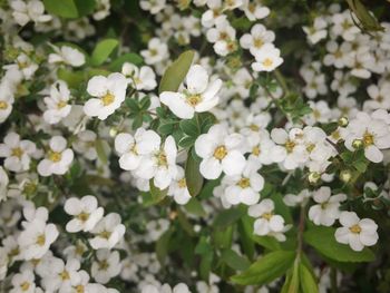 Close-up of white flowers blooming outdoors