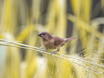 Close-up of bird perching on plant