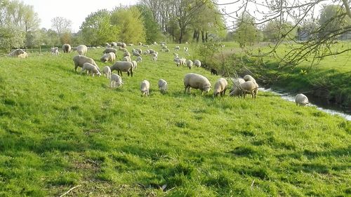 Flock of sheep grazing in farm