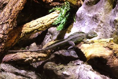 Close-up of lizard on rock