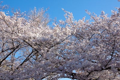 Low angle view of cherry blossom against blue sky