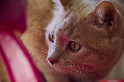 Close-up portrait of ginger cat