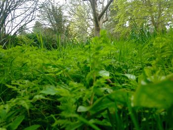 Trees growing on field