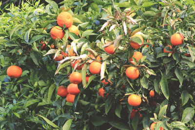 Apples growing on tree