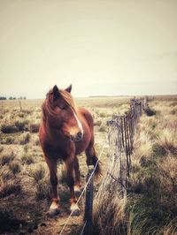 Horse standing in field