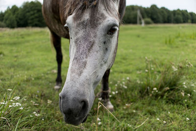 Close-up of a horse grazing in field