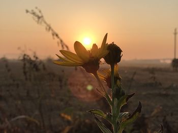 Close-up of flowering plant against sky during sunset