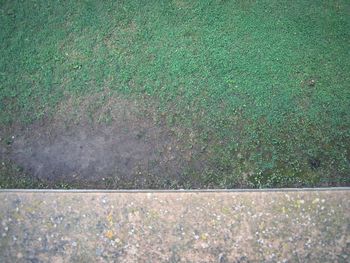 High angle view of grass on field