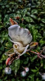 Close-up of white flowers on land