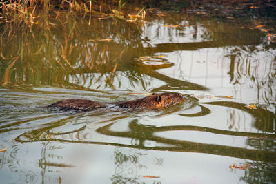 Duck swimming in water