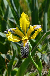 Close-up of bee on yellow flower