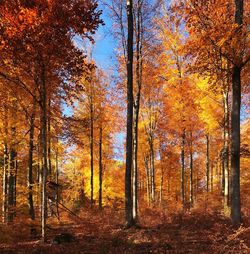 Trees in forest during autumn