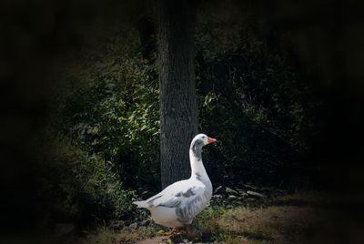 Bird in a forest