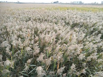 Close-up of flowers growing in field