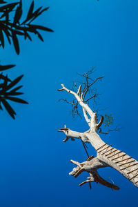 Low angle view of lizard on tree against blue sky