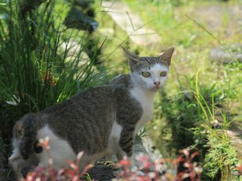 Cat in grass