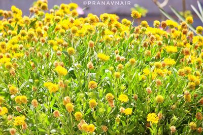 Close-up of yellow flowers blooming on field