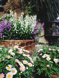 Close-up of fresh flowers blooming in potted plant