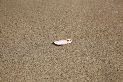 High angle view of a shell on beach