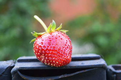 Close-up of strawberries outdoors