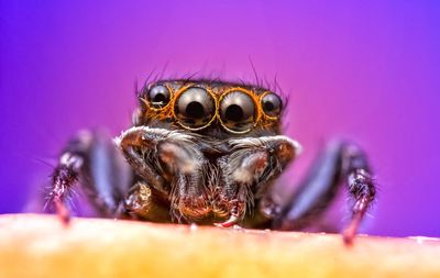 Close-up of spider