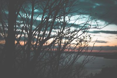 Trees against sky during sunset