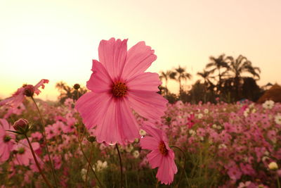 Close-up of pink cosmos flower on field against sky