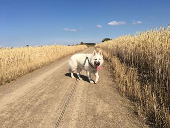 Big white dog running on the countryside