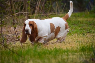 View of a dog on field