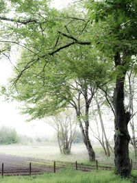 Trees on grassy field