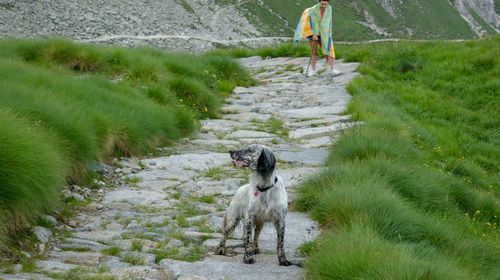 Dog walking on footpath