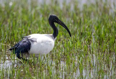 Close-up of bird on field