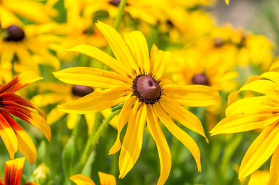 Close-up of honey bee on yellow flowering plant