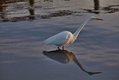 Bird on a lake