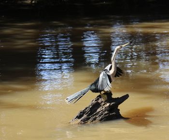 Bird flying over lake