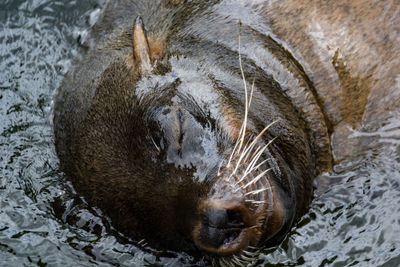 Close-up of animal sleeping