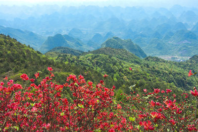 Scenic view of flowering plants and mountains