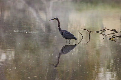 Gray heron in lake